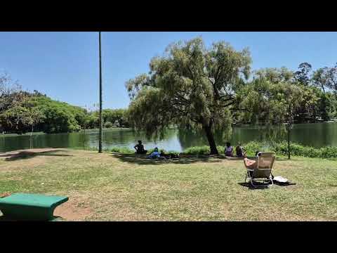 Parque Ibirapuera,  São Paulo. Um Parque repleto de natureza e encontrei Ipê branco. 