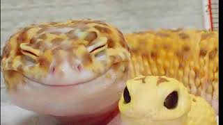 la Madre de todos los lagartos de 240 millones de años de edad