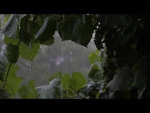 Regengeräusche zum Einschlafen (30 Minuten) Naturgeräusche zum Entspannen