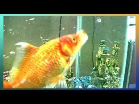 Big tropical gold fish swimming in aquarium