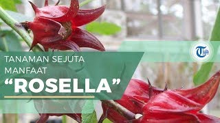 Ini Beberapa Manfaat Bunga Rosella yang Baik untuk Kesehatan dan Kecantikan