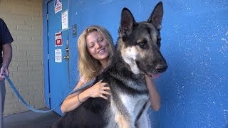 Vinnie - German Shepherd available for adoption