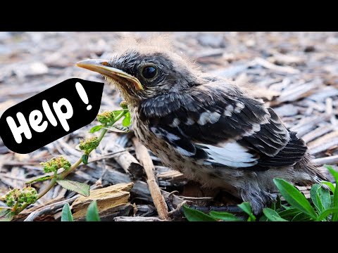 What to do with a baby bird fallen out of nest