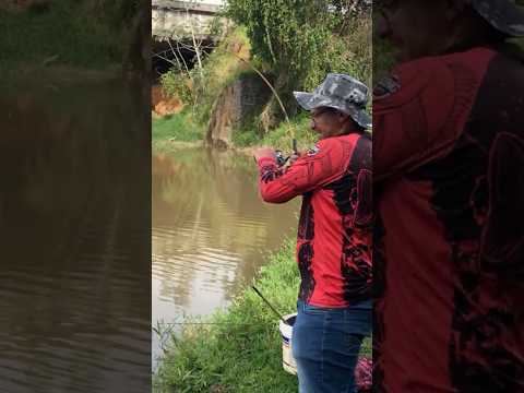 Nessas hora coração dispara, pescaria de tucunaré no Paraíba de Guaratinguetá