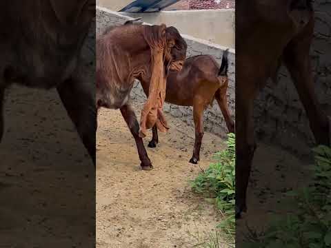 The backup boys are starting to go into battle 336