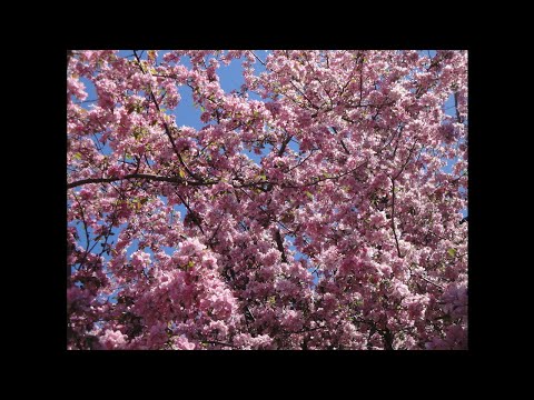 Allegro in D by Henry Smart played by Rosalind Mohnsen