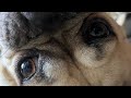 Tuff By Jaah STL 1 Hour Loop Pug Background