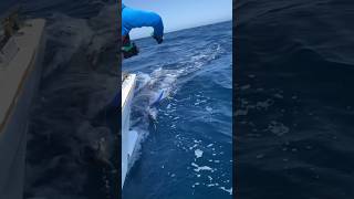 Download lagu BIG MARLIN 🙌🏻 #music #reels #viral #fish #fishing #2024 #goodvibes #instagram #fyp mp3