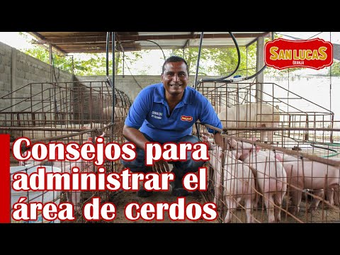 Administra tu granja porcina | Distribución de departamentos y secciones | Granja San Lucas