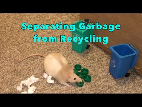 Latte's Learning A New Trick!