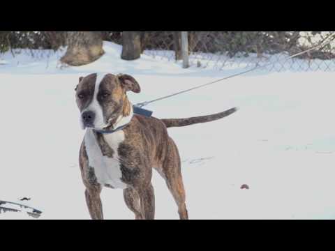 Priyanka Chopra Speaks Up for Dogs