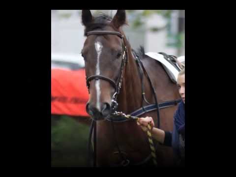 Moji favorité při dni 123.Velké Pardubické s Českou pojišťovnou