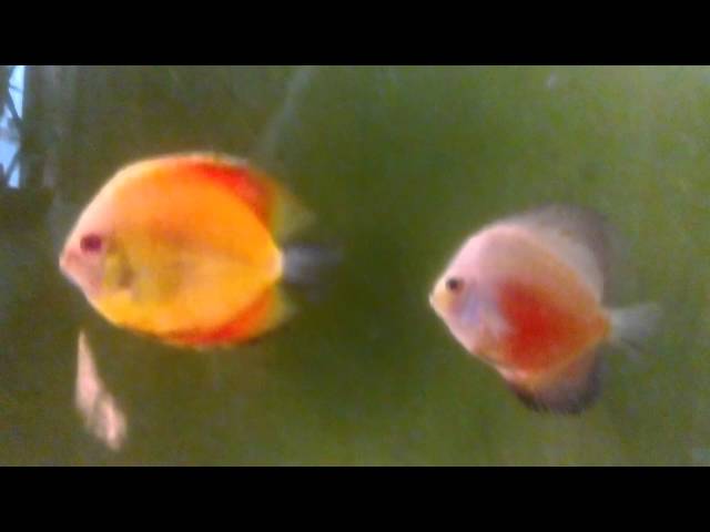 Discus fish tank setup in Kolkata