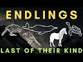 LAST ONE Before EXTINCTION The Stories Of Five Endlings Part 3