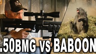 .50 BMG vs Baboon | PEST CONTROL!