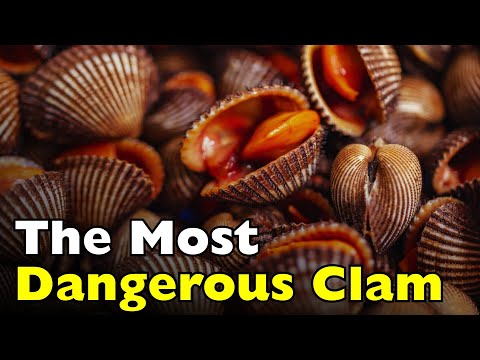 Blood Clams: The Most Dangerous Clam? [ID0705]