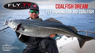FLY TV - Coalfish Dream - Fly Fishing for Big Coalfish