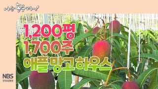 [나는농부다 263회] 1,200평 1,700주 애플 망고 하우스