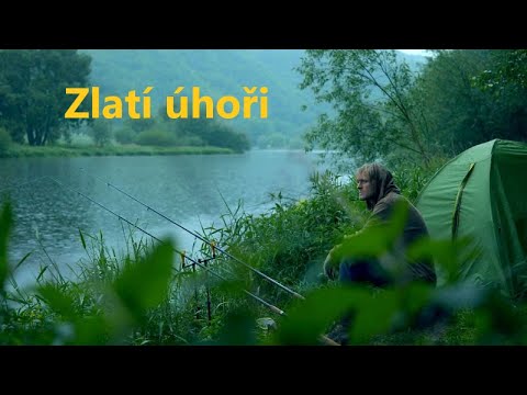 České rybí legendy - Úhoř : Lov zlatých úhořů.