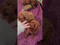 Cavapoo dogs for sale: Hudson - Video 1