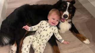 Bernese Mountain Dog And Baby Survive Another Hurricane |Hurricane Nicole