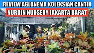 Download lagu Review aglonema koleksian cantik di nurdin nursery jakarta barat mp3