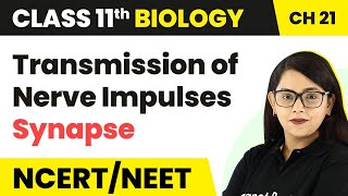 Neural Control & Coordination |Transmission of Nerve Impulses (Synapse) Class 11 Biology