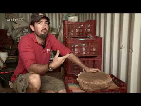 Die Gallier - Sagen und Wahrheit