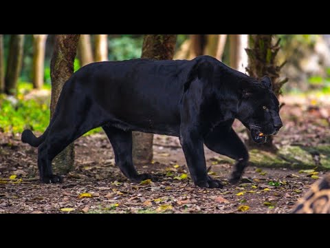 Zwierzęta Just Animals 9. Dzikie Koty