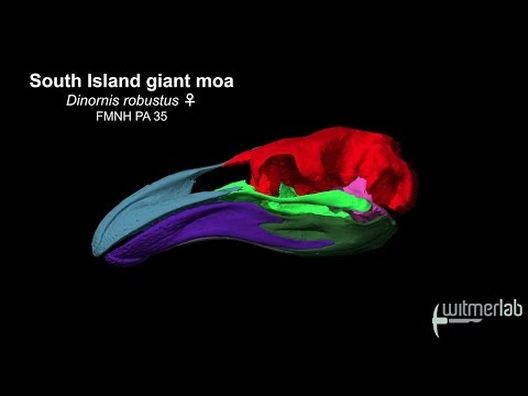 Visible Interactive Moa - labeled skull bones