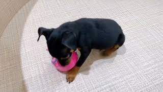 ミニチュアピンシャーの動画01