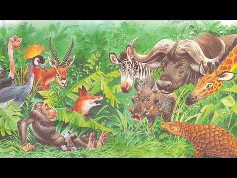 Обезьяна-королева. Басня по мотивам басен Эзопа в пересказе Е. Каргановой.