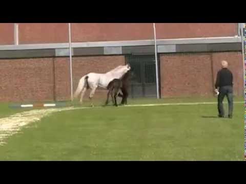 Stutfohlen von Colman - Cascavelle