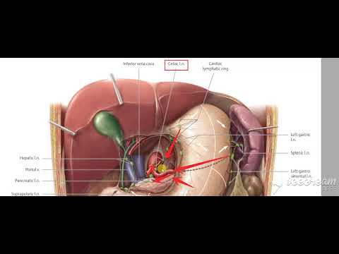 Stomache lymphatic drinage