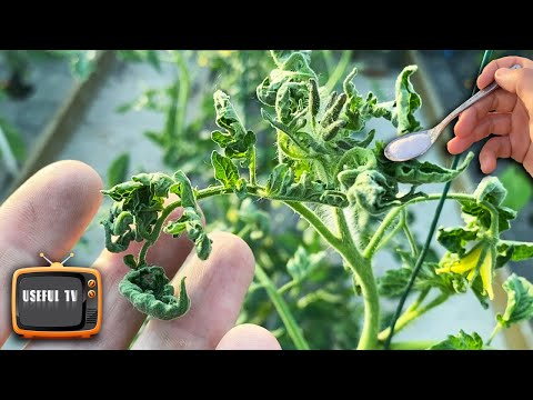 Are the leaves curling up on tomatoes A teaspoon in half a liter of water will fix everything