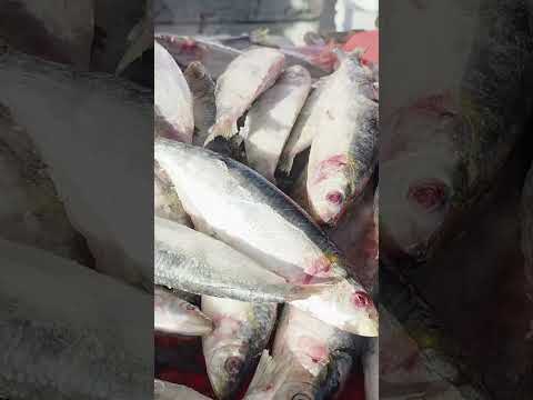 Feira de peixes em taquarana aos sábados. Alagoas