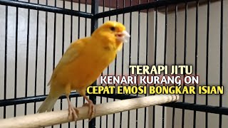 Download lagu kenari gacor panjang Cuit Cuit EMOSI, Pancingan Kenari Paud Belajar Bunyi, terapi AMPUH Kenari MACET mp3