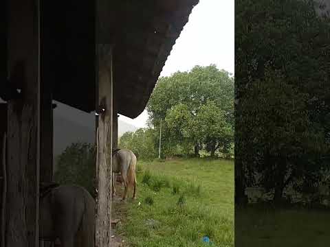 #dia de rotina na fazenda hashtag Itaboraí Rio de janeiro