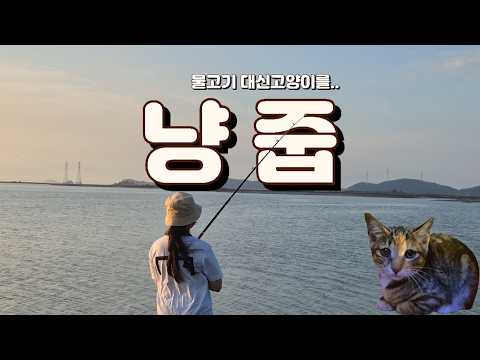 여행중 가족이 생겼습니다ㅣ 냥줍했더니 상위1%?