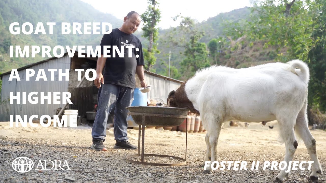 Goat Breed Improvement: A Path to Higher Income