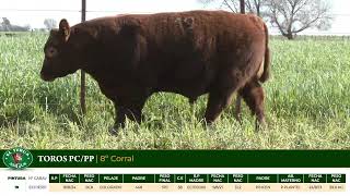 3 Toros PC/PP - Gregorio Aberasturi - Plaza Ganadera