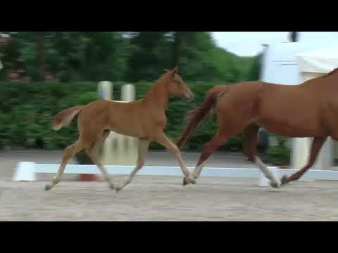 Stutfohlen Dimagico Laurentio - Noble Champion - Barsoi - Vollkorn