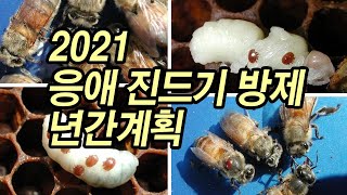 2021 꿀벌의 진드기 응애  년간 방제 계획입니다.