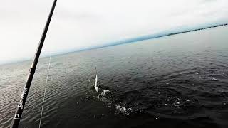 Морская рыбалка владивосток что и где ловится