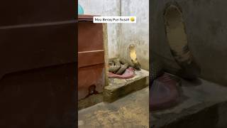 Download lagu IH What's That? There's a Snake in the Bathroom #shorts #trending #shortvideo #viralvideo #fyp #v... mp3