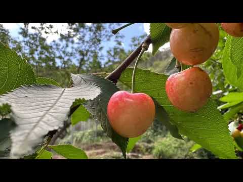 Cerezo (Prunus avium)
