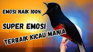 Download lagu Pancingan Murai Batu Gacor AMPUH Agar Murai Batu Bunyi JADIKAN Burung Murai Gacor NYAUT mp3