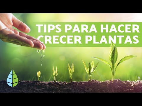 , title : 'Qué hacer para que las PLANTAS CREZCAN más RÁPIDO - 5 Trucos'