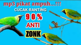 Download lagu suara pikat mp3 cucak ranting jernih keras durasi panjang...!!! mp3 Download lagu suara pikat mp3 cucak ranting jernih keras durasi panjang...!!! mp3
