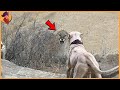 Dogo Argentino A Fearless Encounter With A Fearless Predator